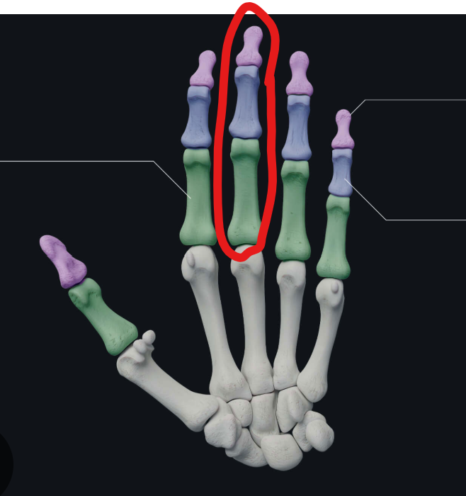 <p>Enable finger movement</p>