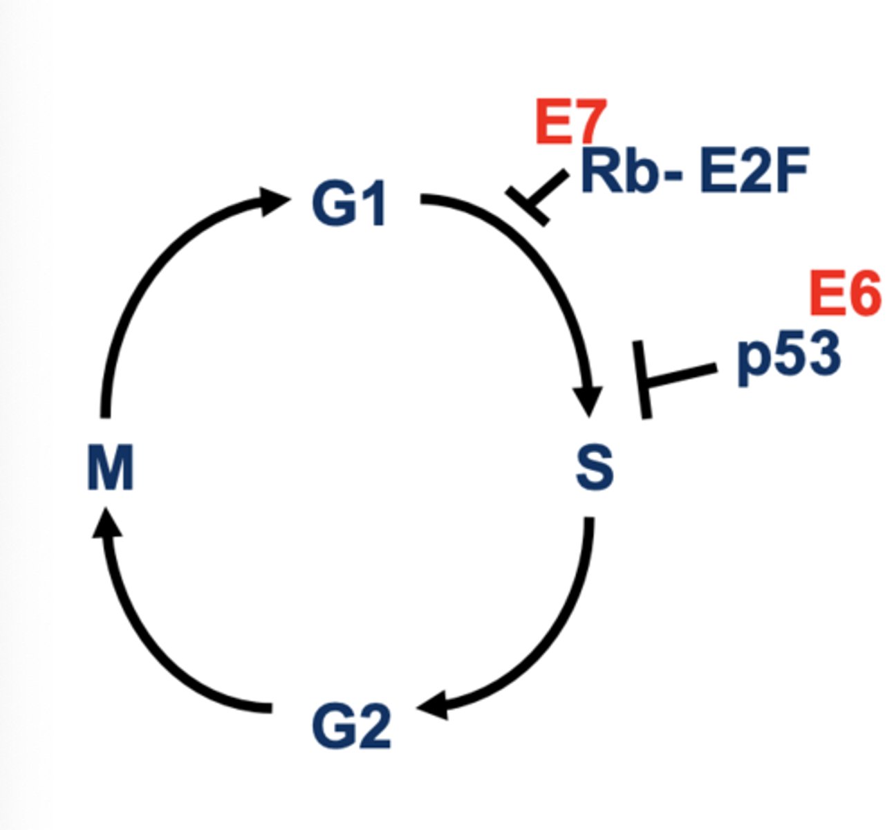 <p>HPV proteins E6 and E7 drive cells to synthesize DNA and proliferate continuously</p><p>Virus uses cellular mechanisms to replicate DNA so wants cells in S phase</p><p>NOTE:</p><p>- E6 and E7 **** shit up in the cell cycle specifically in the S (synthesis phase)</p><p>- P53 is a baller (guardian of the genome)</p><p>- E6 ****s up P53 because they hate each other something</p><p>- E2F turns on S phase genes = allows for S phase</p><p>- Rb hangs onto the E2F transcription factor which prevents cells from moving to the S phase until its ready</p><p>- E7 ****ing destroys Rb and thus cell is forced forward to synthesis even when it just wants to hang out in G1</p><p>Overall result: Continuous cell cycle = aberrant proliferation</p>