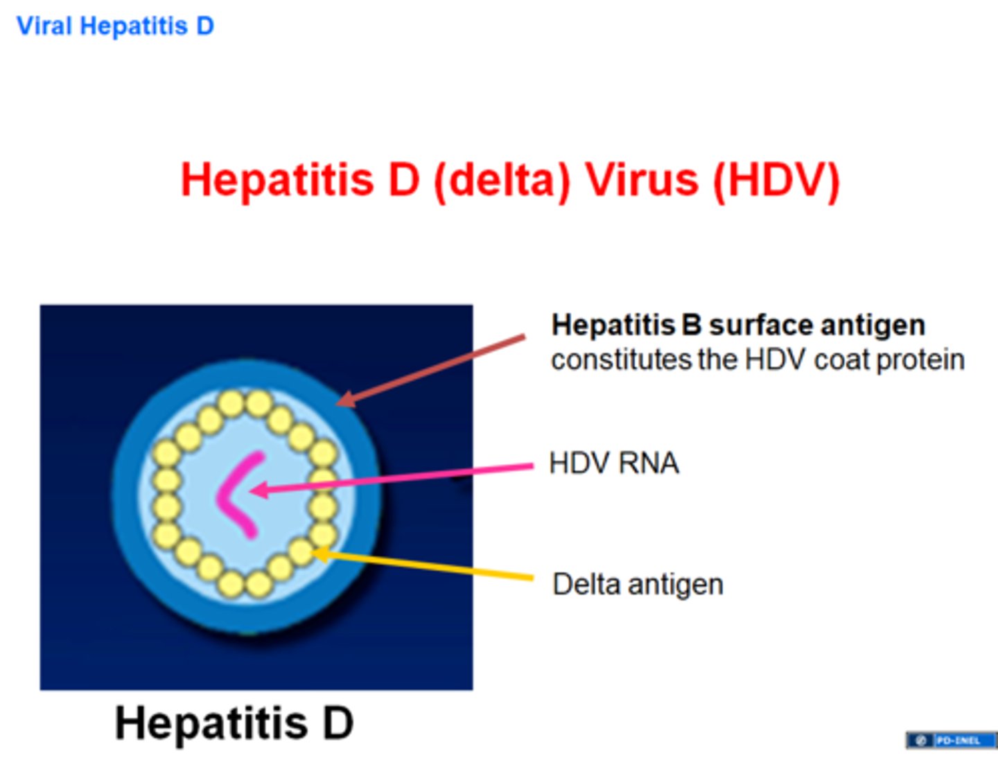 <p>Pathogen: HDV</p><p>Transmission: Requires the presence of HBV for its replication, so it can only cause an infection in people who have an HBV infection</p><p>Prognosis: Serious, can cause chronic hepatitis or induce a carrier state</p><p>Prevention: HBV vaccine</p>