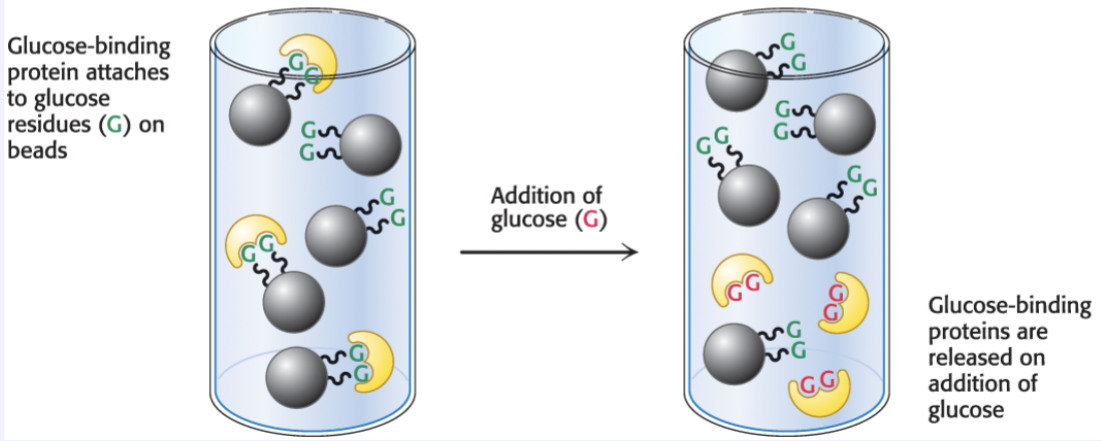 <p>Ion exchange→ Proteins are separated based on their charge and are placed in a charged matrix</p><ul><li><p>Anion exchange→ negatively charged proteins bind with positively charged beads</p></li><li><p>Cation exchange→ positively charged proteins bind with negatively charged beads</p></li></ul><p>Affinity→ Proteins are separated based on specific binding and are placed an a ligand-coated matrix</p><ul><li><p>Ligand binds only the target protein, and the unbound proteins wash away</p></li><li><p>Target is eluted by adding a competing ligand or changing conditions to disrupt binding</p></li></ul><p></p>