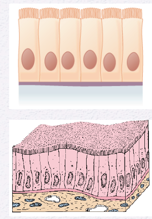 <p>Identify the Epithelium</p>