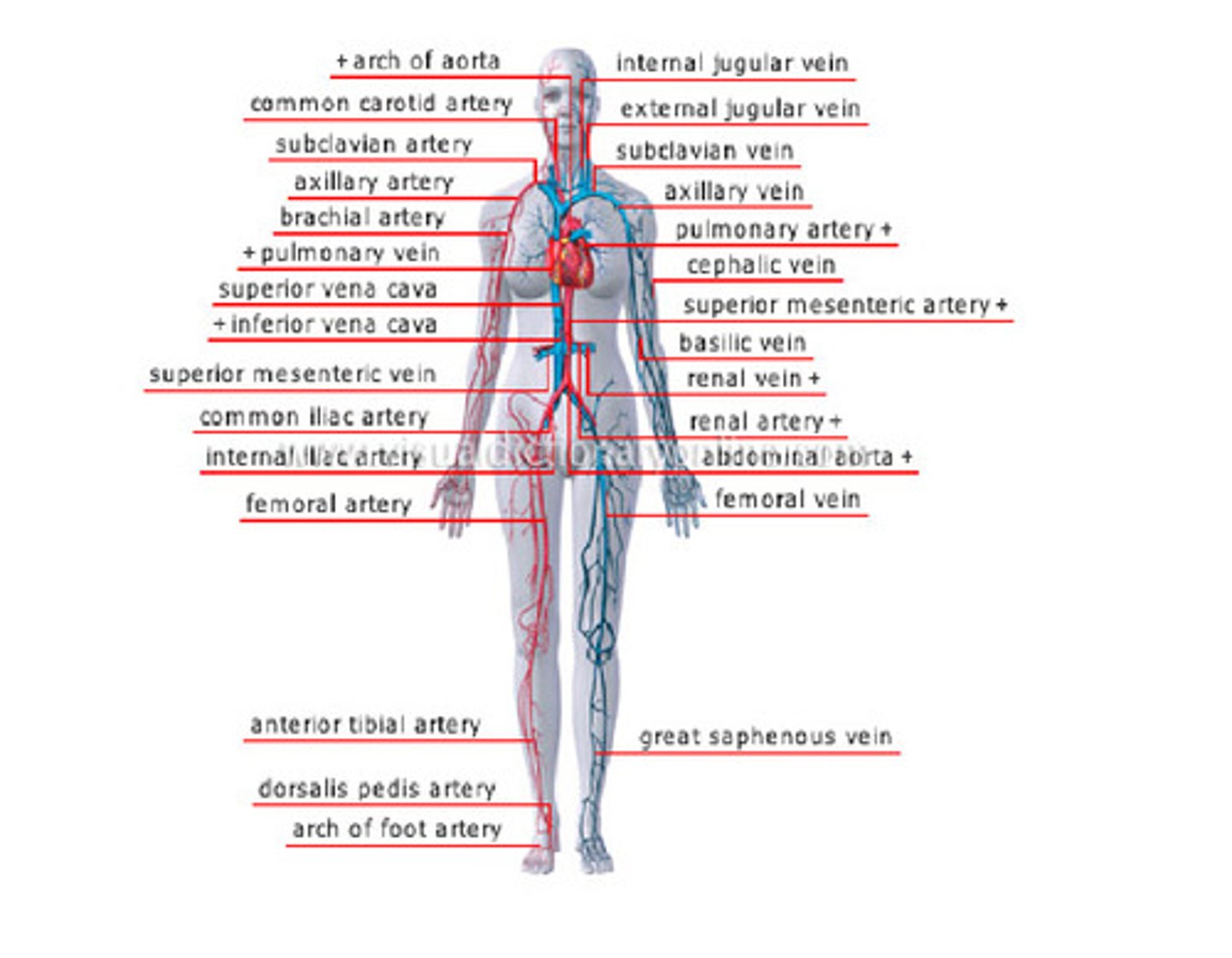 <p>Many veins.</p><p>Matching games that help:</p><p>- Upper body: https://www.purposegames.com/game/name-the-veins-of-the-right-arm-torso</p><p>- Lower body model: https://www.purposegames.com/game/arteries-veins-of-the-leg-model</p><p>- Lower body: https://www.purposegames.com/game/veins-in-the-legs-game</p><p>- Head/Neck: https://www.purposegames.com/game/veins-in-the-head-and-neck-game</p>