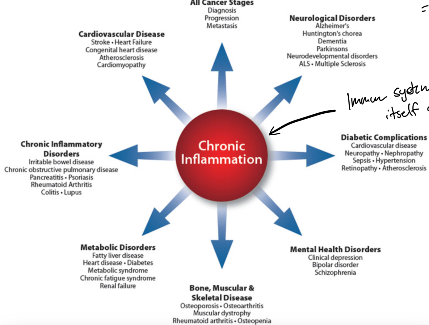 <p>Immune system is not perfect. If it can’t regulate self, prolonged immune response results in CHRONIC INFLAMMATION</p>