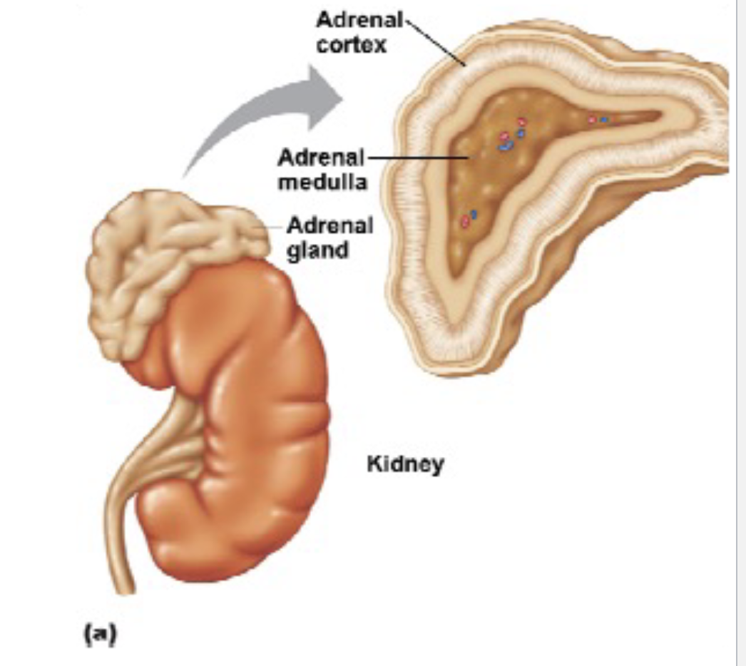 <ul><li><p>Also called Suprarenal glands</p></li><li><p>Comprises of 2 layers </p><ul><li><p>1. Outer layer - <strong><u>Cortex</u></strong></p></li><li><p>2. Inner core - <strong><u>Medulla</u></strong></p></li></ul></li><li><p>Adrenal <strong>cortex</strong> secretes <strong><u>adrenocorticoids</u></strong>. example: aldosterone and cortisol</p></li><li><p>Cortisol regulates the body’s response to <strong>stress</strong>; stimulates <strong><u>gluconeogenesis</u></strong></p></li></ul><p></p>
