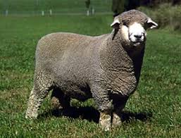 <p>Large frame wool breed developed from crossing Lincoln or Leicester rams on Merino ewes</p>