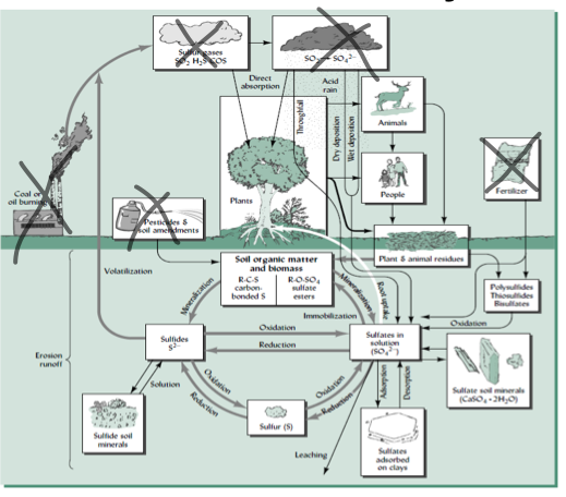 * like N, have REDOX potential
* unlike N, from lithosphere
* organic forms of S → C-S, C-O-S
* e- acceptor in anaerobic environments