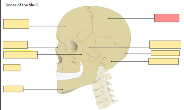 <p>forms the roof and side of the cranium</p>