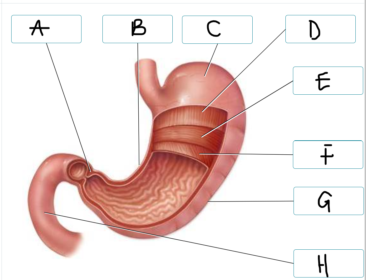 <p>label stomach structures</p>
