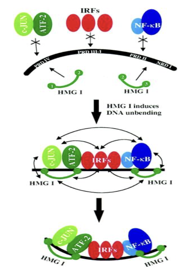 <ol><li><p><strong>HMG1 binds to the minor groove causing unbending of DNA</strong> enhances protein-protein interaction for next step, leads to <strong>stable nucleoprotein structure</strong></p></li><li><p><strong>TF binding</strong></p></li></ol><p></p>