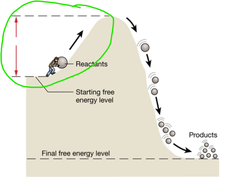 <p>The initial input of energy required to bring reactants into a position that allows them to react with one another</p><ul><li><p>Low activation energy = reaction is spontaneous</p></li><li><p>High activation energy = reaction is very slow or doesn’t happen (not deemed useful)</p></li></ul><p></p>