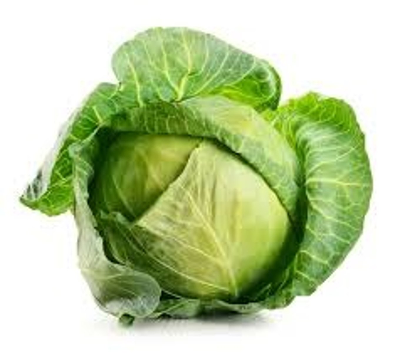 <p>cabbage</p>