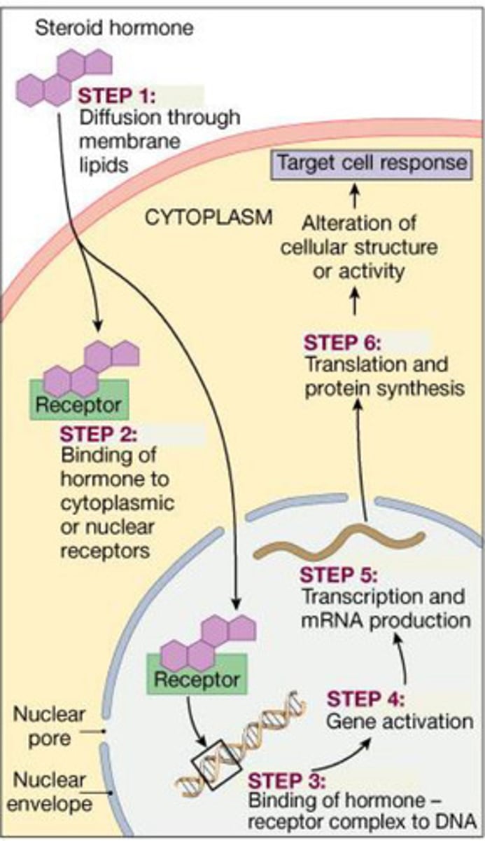 <p>- Lipid derived hormones are derived from lipids such as</p><p>cholesterol (steroid) or arachidonic acid (eicosanoids)</p><p>- Lipid-derived hormones are lipophilic meaning they can enter the cell by crossing the plasma membrane; they then bind to</p><p>intracellular cytoplasmic receptors and regulate gene transcription</p><p>by binding to hormone-response elements in DNA</p><p>- Example: Testosterone stimulates the production of structural</p><p>proteins in skeletal muscle fibres which increase muscle size and</p><p>strength</p>