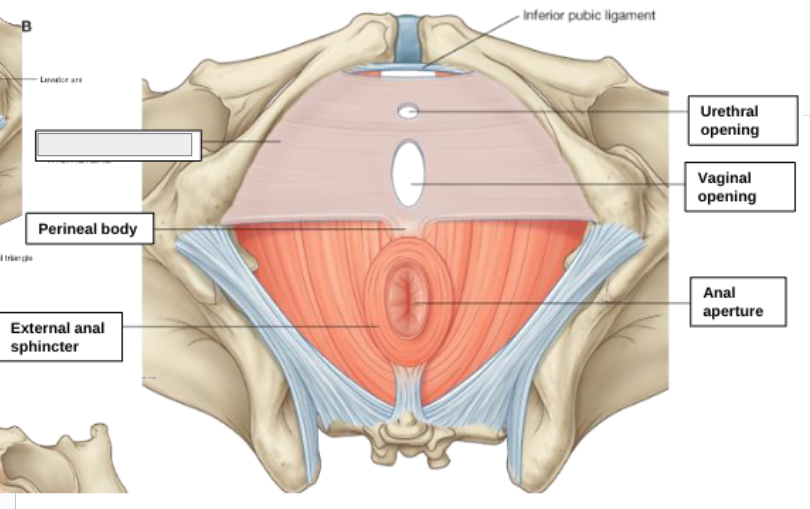 <p>what structure is that?</p>