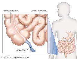 <p>structure of the large intestine</p><p>-hangs from the cecum</p><p>-accumulation of lymphatic tissue that sometimes becomes inflamed (appendicitis)</p>