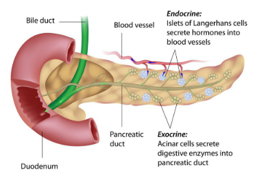 <p>How is the pancreas an exocrine and endocrine gland?</p>