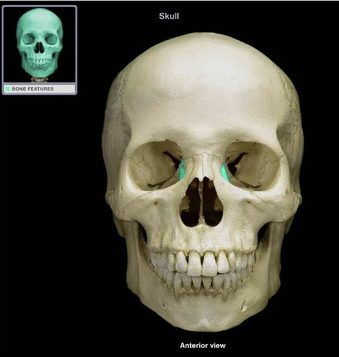 <p>Identify the bone.</p>