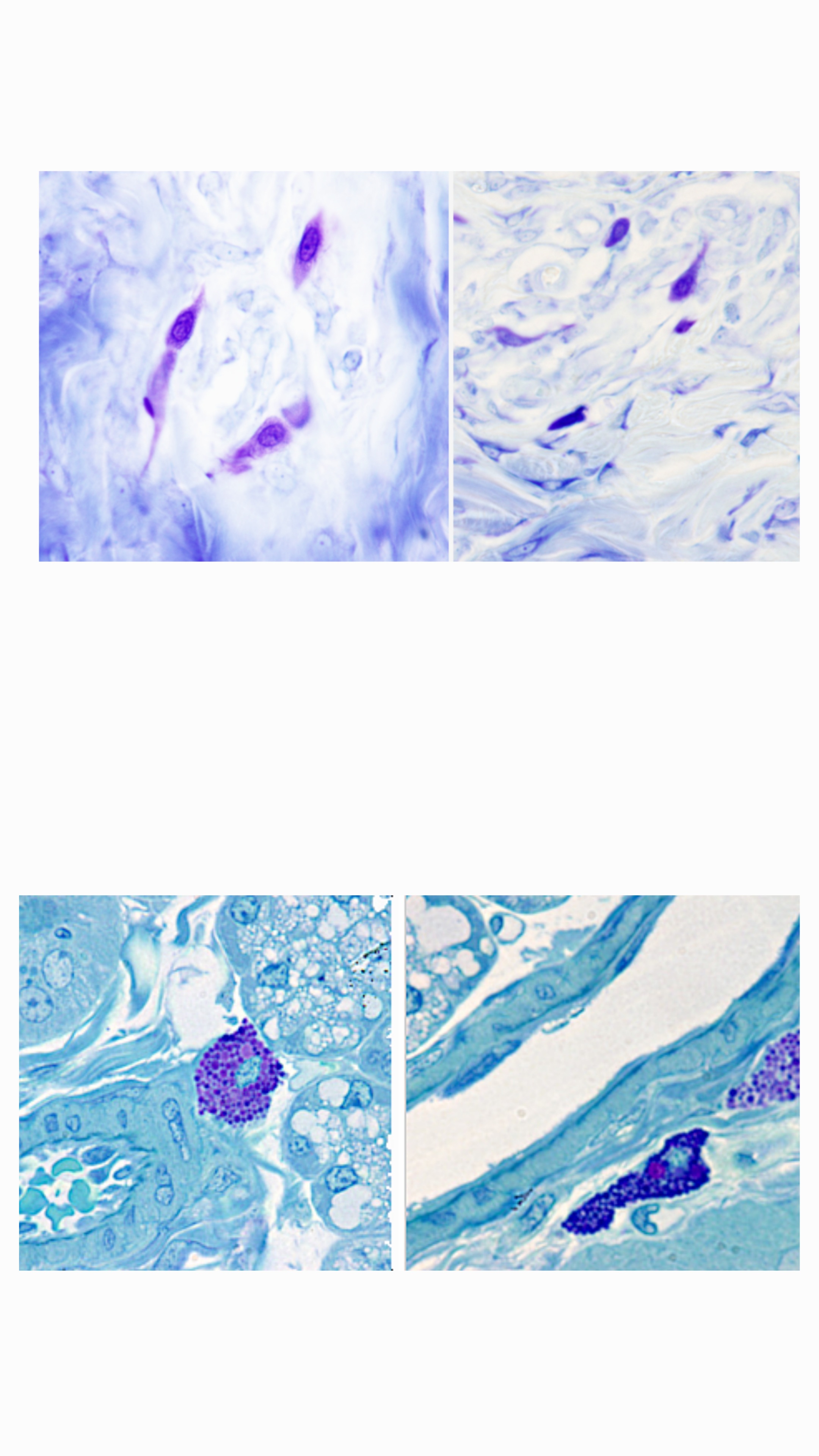<p>Que tipo de celula es?</p>
