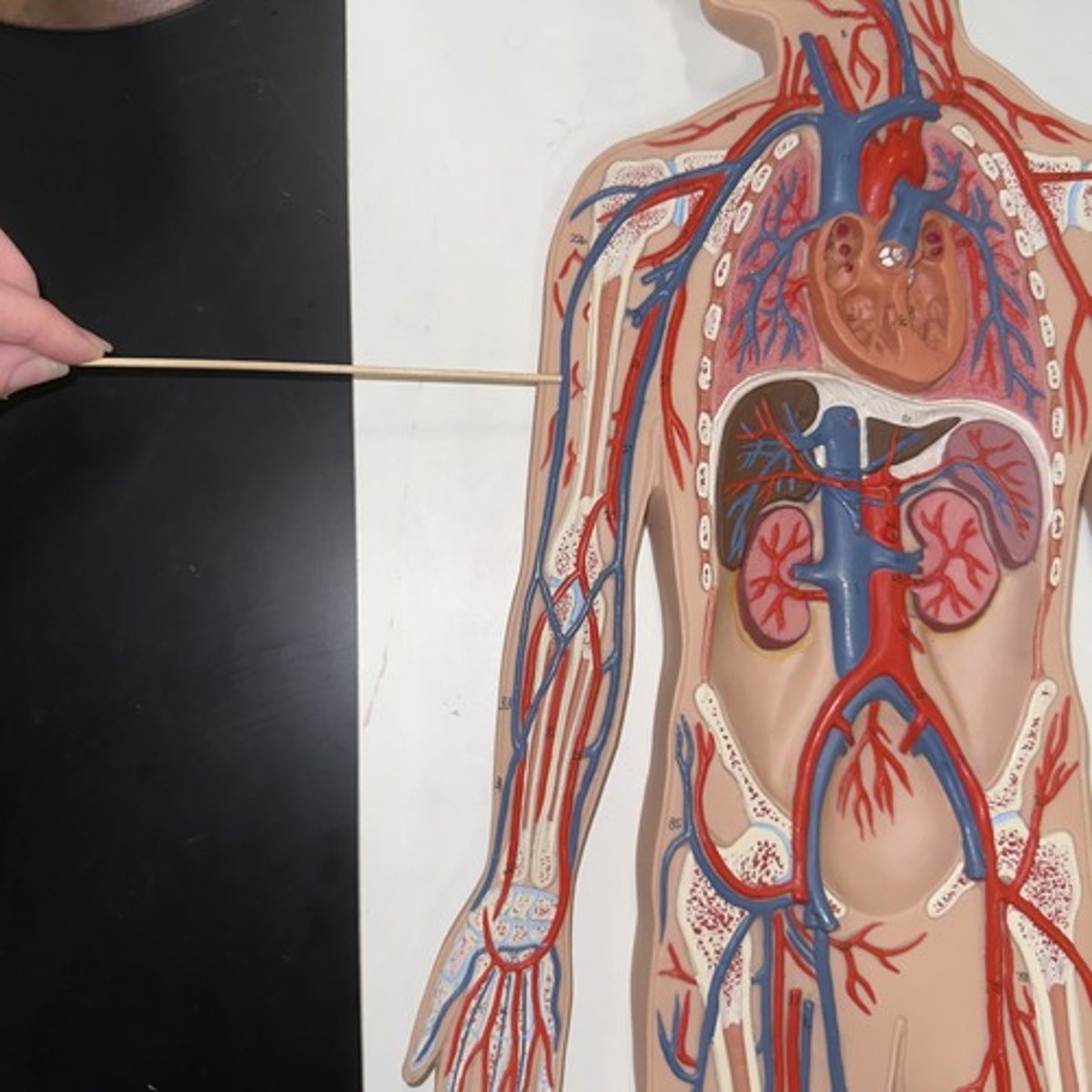 <p>Identify the structure.</p>