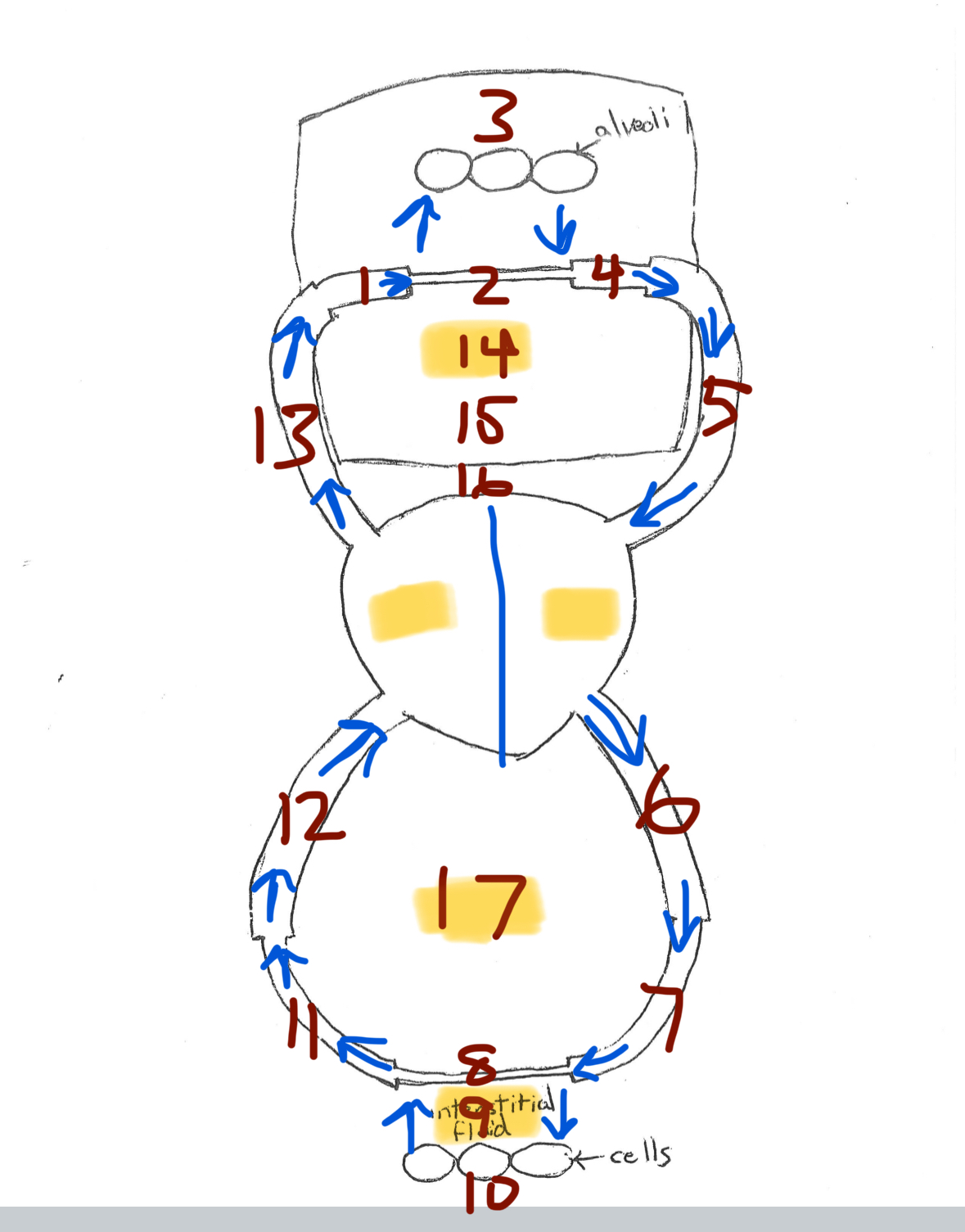 <p>13</p>