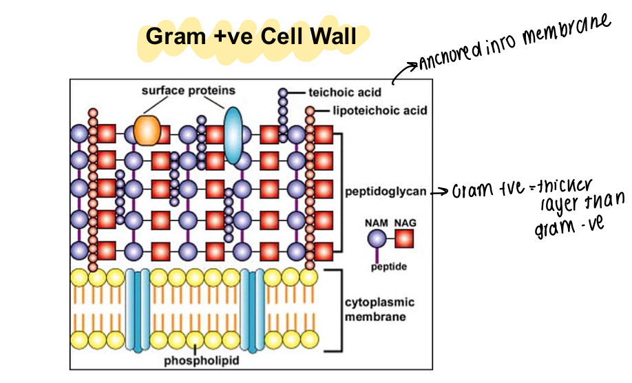 <p>Acids anchored into the membrane, thick peptidoglycan cell wall </p>
