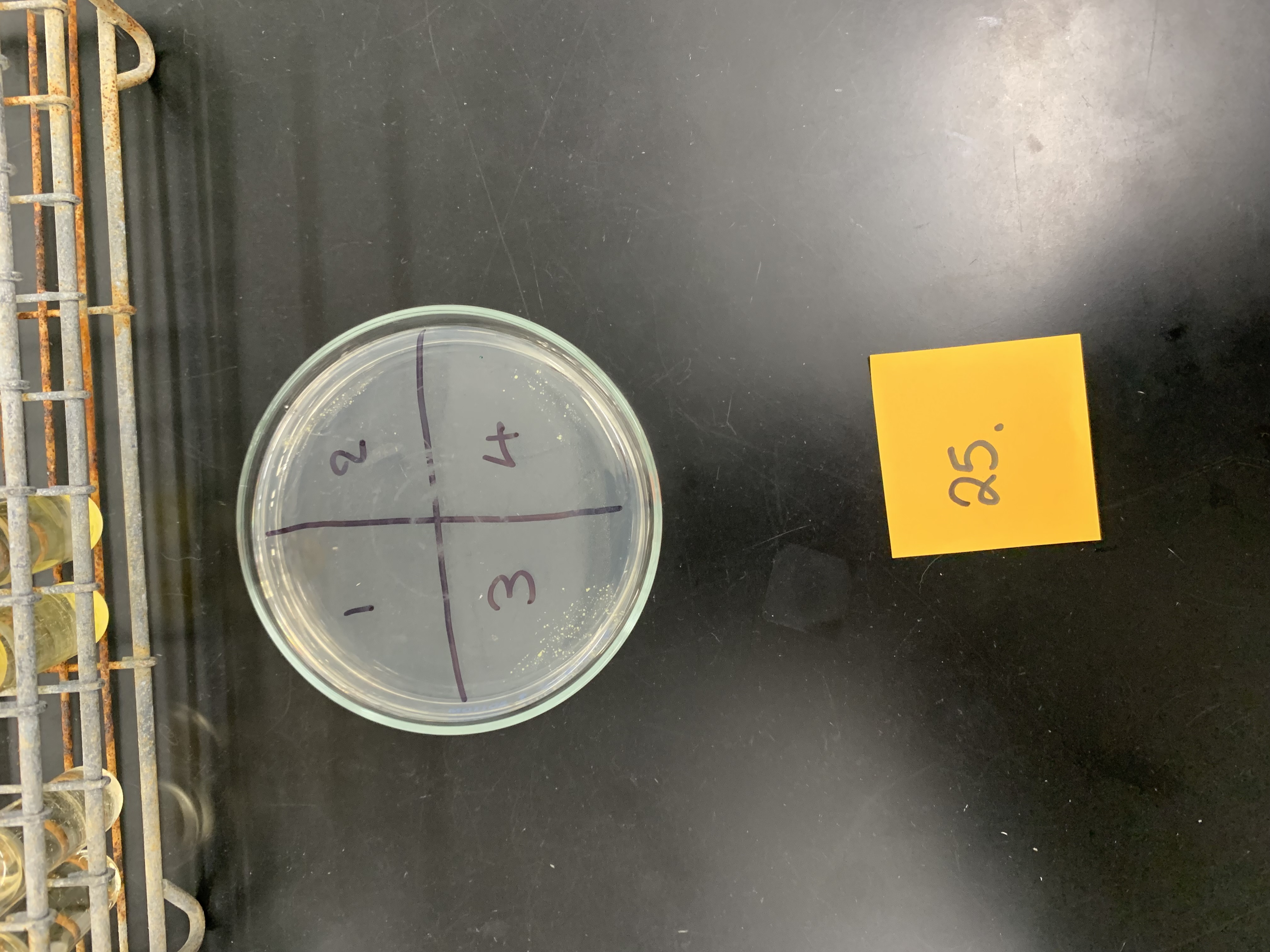 <p>what plate section  is used to determine the MBC</p>