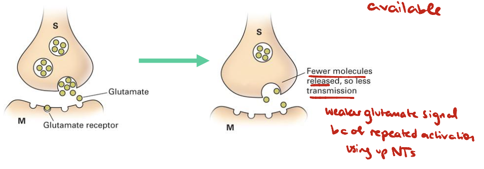 <ul><li><p>Repeated stimulation depletes transmission:</p><ul><li><p><strong>Synaptic depression</strong></p></li></ul></li><li><p>Presynaptic neuron: reduction in neurotransmitter release (uses up glutamate in available vesicles)</p></li></ul><p></p>