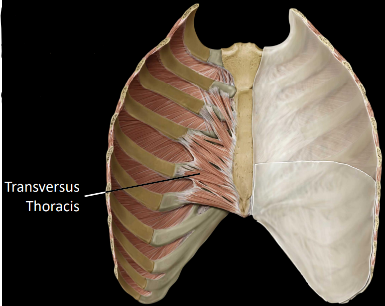 <p>fibers that project laterally from the internal aspect of the sternum</p><ul><li><p>breastplate</p></li><li><p>depress ribs during forced exhalation</p></li></ul><p></p>