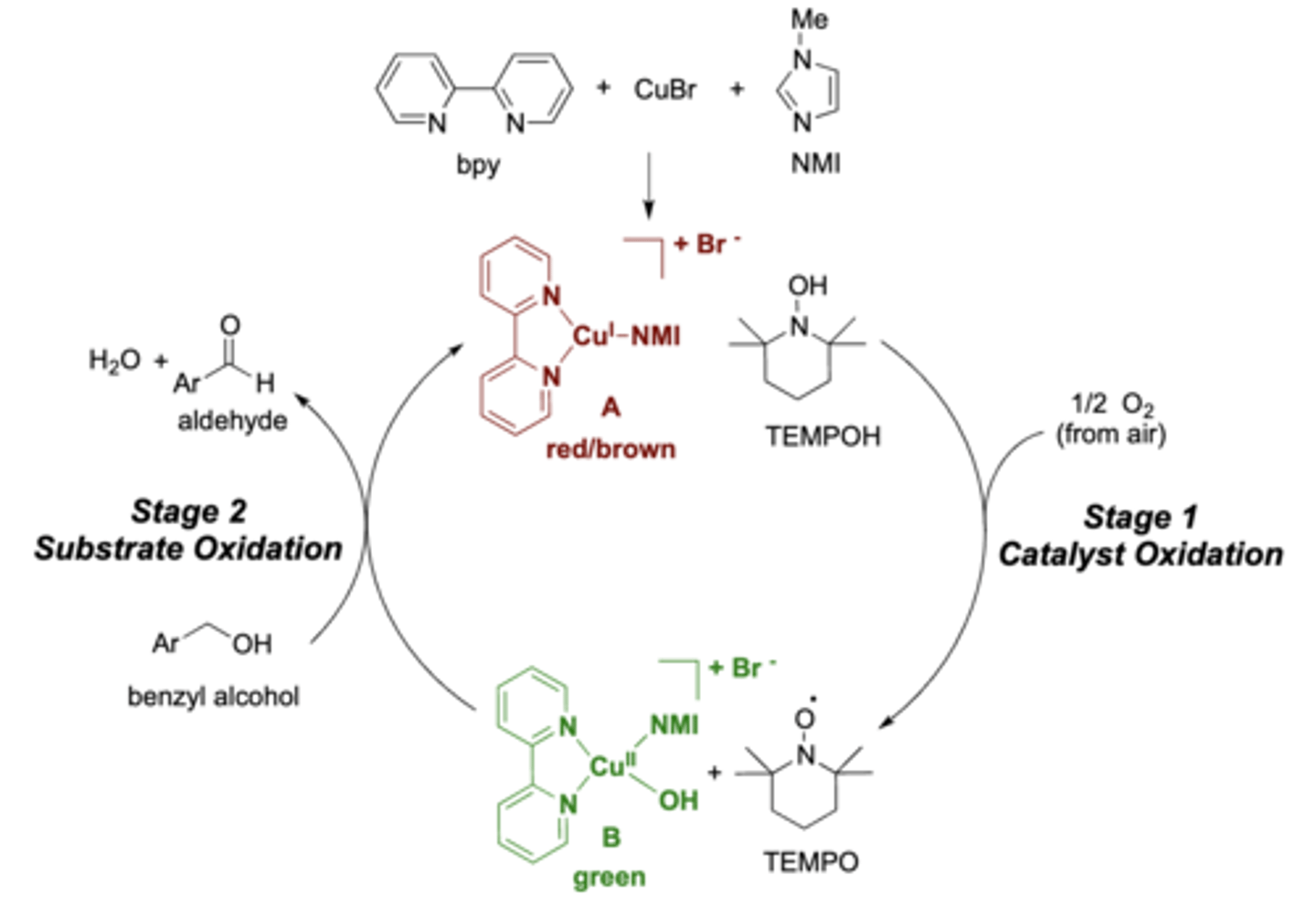 <p>exp 1: in stage 1 TEMPO formed a....?</p>