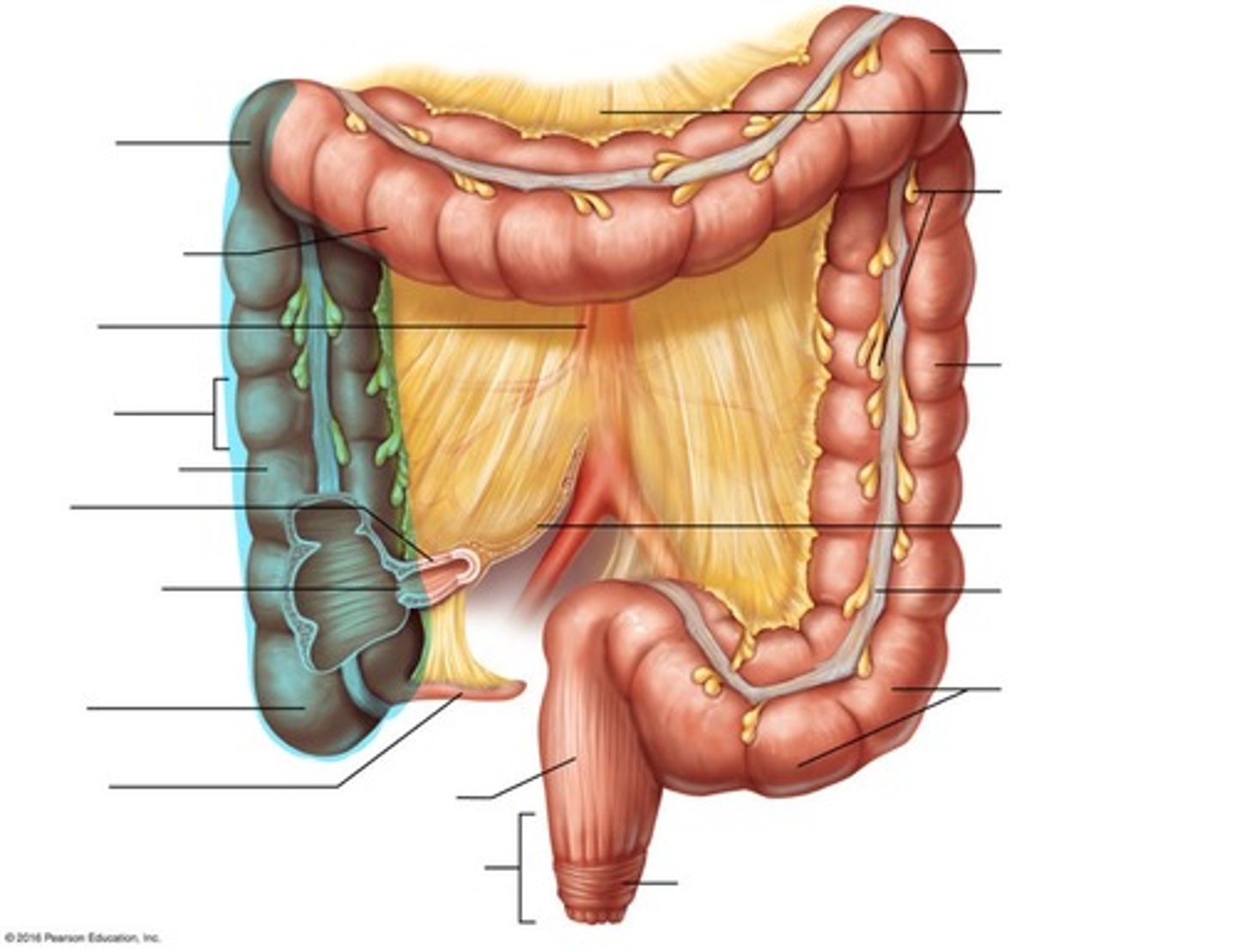 <p>Colon on the right side of the abdomen that goes up</p>