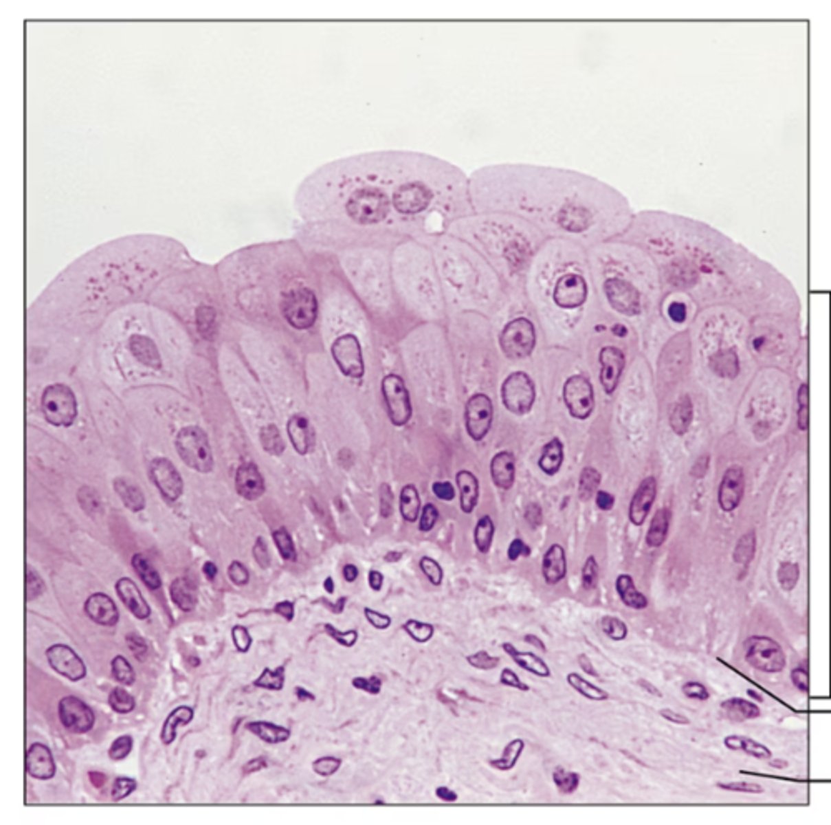 <p>Identify the tissue.</p>