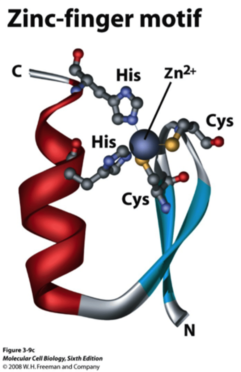 <p>a structure forming/stabilizing chemical feature in which a zinc atom binds to negative regions of chains of amino acids</p>