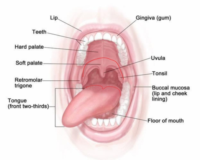 <p>- weke verhemelte <br>- voorste tonsilpijler<br>- achterste 1/3 tong<br>behoren tot orofarynx<br><br>Subsites:<br>- lip<br>- harde palatum<br>- tong<br>- mondbodem<br>- wang<br>- gingiva<br>- trigonum retromolare</p>