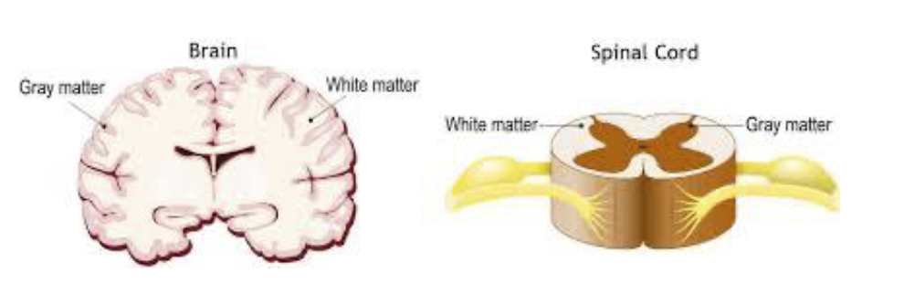 <p>white matter</p>