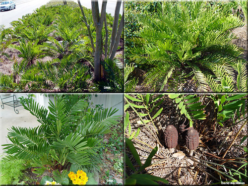 Family: Zamiaceae 
Common: coontie 
A cycad (ancient gymnosperm lineage); "naked seeds"
Range: Native to FL, one county in AL, one county in S GA. Found in Australia, S Africa, Mexico.
Habitat: Coastal areas. Sandy, scrubby soils, shell mounds.
Bark: NA 
Persistence: Evergreen 
Leaves: Simple & alternate 
Other: Unique shaped leaves, planted extensively for horticulture purposes