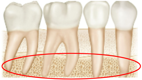 <p>The part of the jawbone that supports and surrounds the teeth.</p>