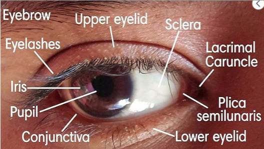 <ul><li><p>ophthalmology- study of structure, function, and diseases of the eye</p></li><li><p>superciliary (supraorbital) ridge- ridge above eye/eyebrow</p><ul><li><p>helps keep perspiration out of the eye</p></li><li><p>deflect overhead sunlight</p></li></ul></li><li><p>palpebrae- eyelids</p><ul><li><p>protect eye and keep it moist</p></li></ul></li><li><p>palpebral fissure- space between the upper and lower palpebrae</p></li><li><p>commissures- corners of the palpebral fissure</p></li><li><p>medial commissure/ medial canthus- corner next to the nose</p></li><li><p>lacrimal caruncle- small pink mass of tissue in medial canthus</p></li><li><p>lateral commissure/lateral canthus- corner of the palpebral fissure that is away from the nose</p></li><li><p>conjunctiva- mucous membrane that covers the visible surface of the eye and lines the underside of the eyes</p></li><li><p>lacrimal glands- superior and lateral to the eye</p><ul><li><p>produce tears that wash across the surface of the eye toward the medial commissure</p></li><li><p>helps to clean surface of eye and keep it moist</p></li><li><p>contain lysozyme (bactericide enzyme) that helps prevent bacterial infections</p></li><li><p>tears drain through nasolacrimal ducts into nasal cavity</p><ul><li><p>why excess production of tears cause “sniffling”</p></li></ul></li></ul></li></ul><p></p>