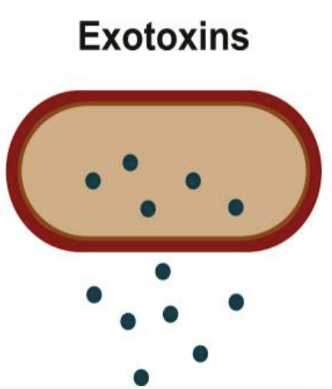 <p><strong><u>How they cause disease:</u> </strong><span style="color: red;"><strong><span>Directly damage host cells</span></strong></span><strong> </strong>or <span style="color: red;"><strong><span>interfere</span></strong></span><strong> </strong>with <span style="color: red;"><strong><span>normal cellular functions</span></strong></span></p><ul><li><p>Acts <span style="color: rgb(255, 137, 137);"><strong>extracellulary</strong></span> or on <span style="color: rgb(255, 137, 137);"><strong>cell membrane </strong></span></p></li><li><p><span style="color: rgb(255, 137, 137);"><strong>Attack intercellular</strong></span><strong> </strong>substances by <span style="color: rgb(255, 137, 137);"><strong>enzymatic</strong></span><strong> </strong>mechanisms (<em>hemolysins, leukocidins, hyaluronidase</em>) </p></li><li><p><span style="color: rgb(255, 137, 137);"><strong>Proteins enter cells</strong></span><strong> </strong>and <span style="color: rgb(255, 137, 137);"><strong>disrupt cellular processes enzymatically </strong></span></p></li></ul><p><strong><u>Are they diffusible or cell bound:</u> </strong><span style="color: red;"><strong><span>Diffusible</span></strong></span><strong> </strong>(<em>can move away from bacterial cell that produces them and spread to surrounding tissues</em>)</p><p><strong><u>What type of molecules are exotoxins:</u> </strong><span style="color: red;"><strong><span>Proteins</span></strong></span><strong> </strong>or <span style="color: red;"><strong><span>polypeptides</span></strong></span></p><p><strong><u>Which bacteria produces exotoxins:</u> </strong><span style="color: red;"><strong><span>Both Gram-positive</span></strong></span><strong> </strong>and <span style="color: red;"><strong><span>Gram-negative</span></strong></span><strong> </strong>bacteria</p><p><strong><u>Are they species specific:</u> </strong><span style="color: red;"><strong><span>Yes</span></strong></span></p><p><strong><u>How dangerous are they:</u> </strong><span style="color: red;"><strong><span>Lethal</span></strong></span><strong> </strong>in <span style="color: red;"><strong><span>small amounts</span></strong></span><span style="color: rgb(0, 0, 0);"><span> (</span><em><span>nanograms</span></em><span>)&nbsp;</span></span></p><p><strong><u>Are they stable:</u> </strong><span style="color: red;"><strong><span>No</span></strong></span><strong> </strong>they are <span style="color: red;"><strong><span>liable</span></strong></span><strong> </strong>to<span style="color: red;"><span> </span><strong><span>heat, chemicals</span></strong></span><strong> </strong>and<span style="color: red;"><span> </span><strong><span>storage conditions</span></strong></span></p><p><strong><u>Can they be converted to a safe form for vaccines:</u> </strong><span style="color: red;"><strong><span>Yes</span></strong></span><strong>, </strong>they can be <span style="color: red;"><strong><span>converted</span></strong></span><strong> </strong>to <span style="color: red;"><strong><span>toxoids</span></strong></span><strong> </strong>that initials <span style="color: red;"><strong><span>antitoxin production</span></strong></span></p><p></p>