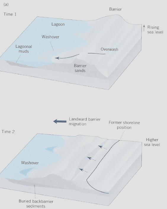 <p><span>Barrier is moving back(towards the land), or ‘retrograding’, over time. Occurs when the supply of sand is inadequate.</span></p>