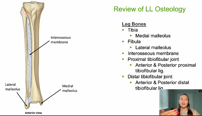 <ul><li><p>ant & post proximal tibiofibular lig </p></li><li><p>ant and post distal tibiofibular ligament</p></li></ul><p></p>
