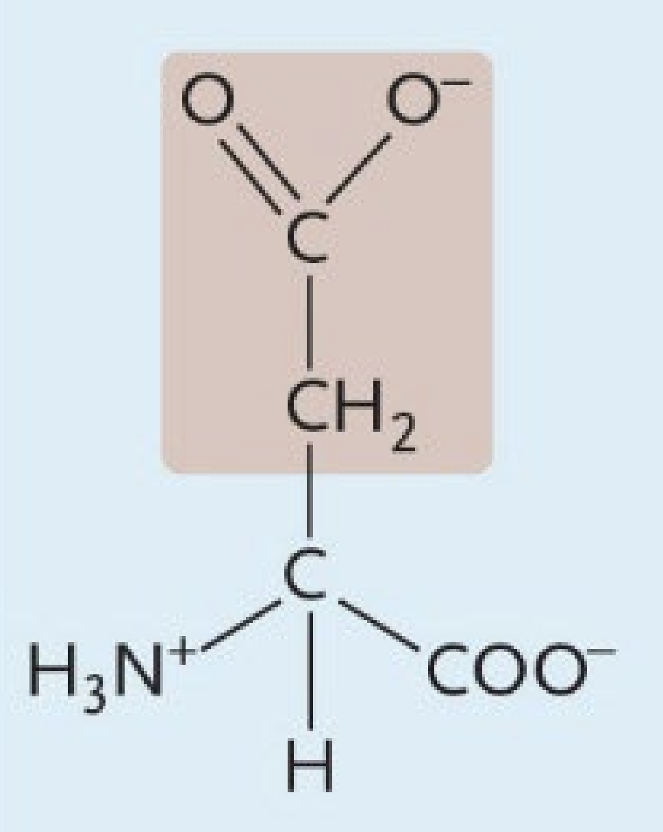 <p>A negatively charged amino acid</p>