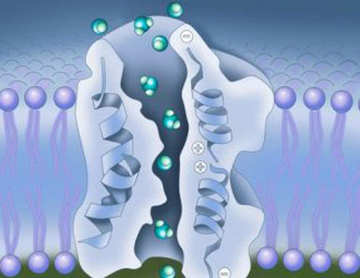 <p>Specific channels for water to pass through. Some cells have this to greatly increase their permeability to water.</p>