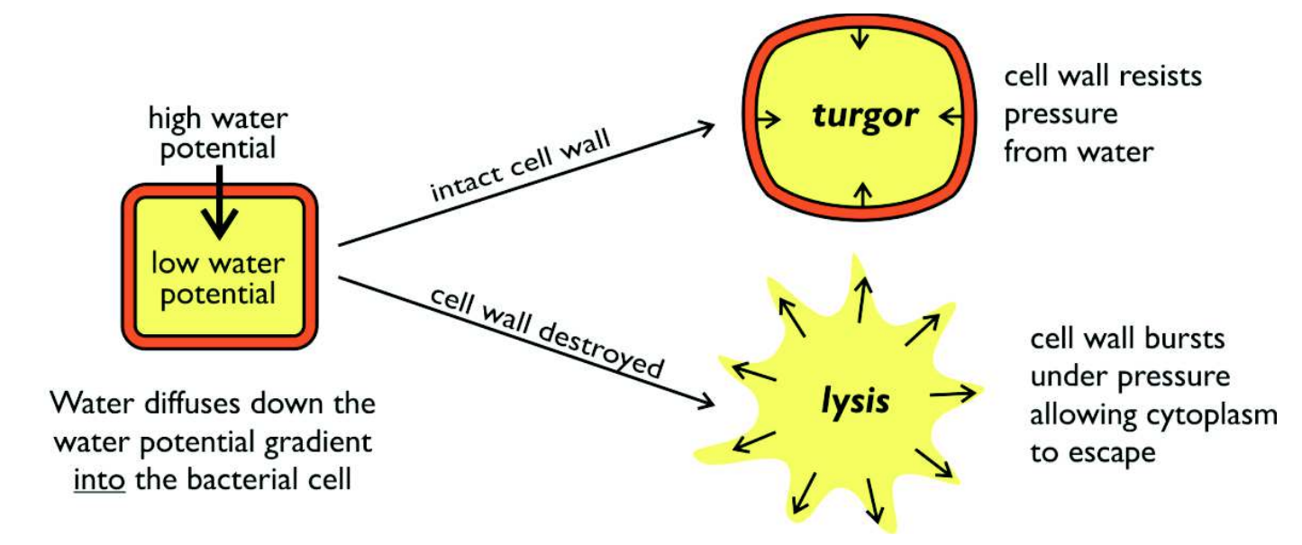<ul><li><p>Inhibits the enzyme, transpeptidase, which cross-links the peptidoglycan chains in the bacterial cell walls</p></li><li><p>Without these cross-links, the cell wall falls apart &amp; the cell is left without a cell wall</p></li><li><p>The cell can’t withstand the turgor pressure due to osmosis &amp; the cell bursts by osmotic lysis</p></li></ul><p></p>
