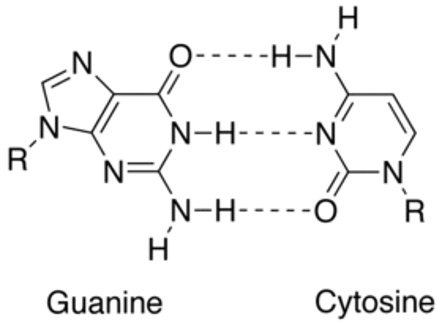 <p>Guanine</p>