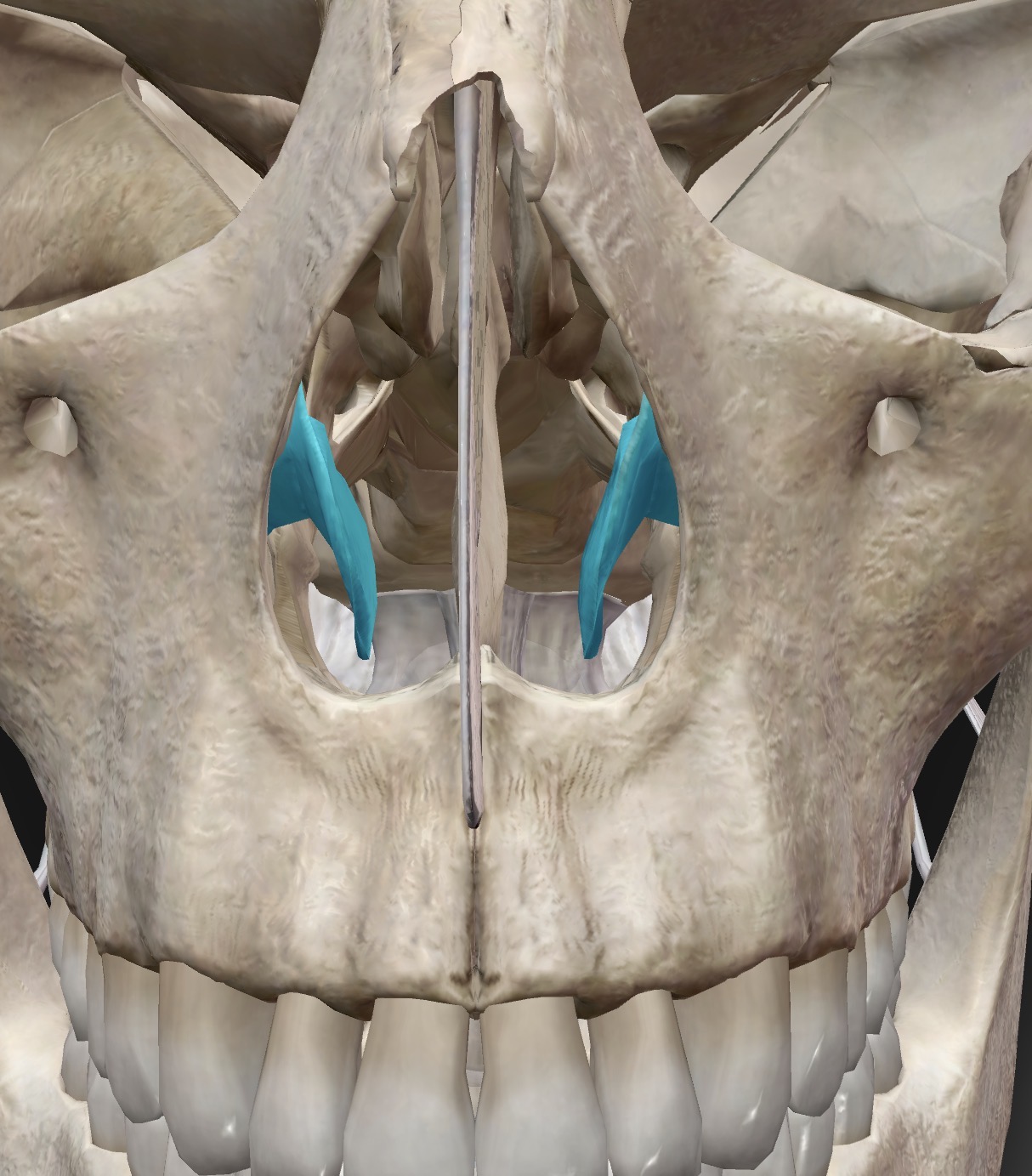 <p>Name this bone</p>