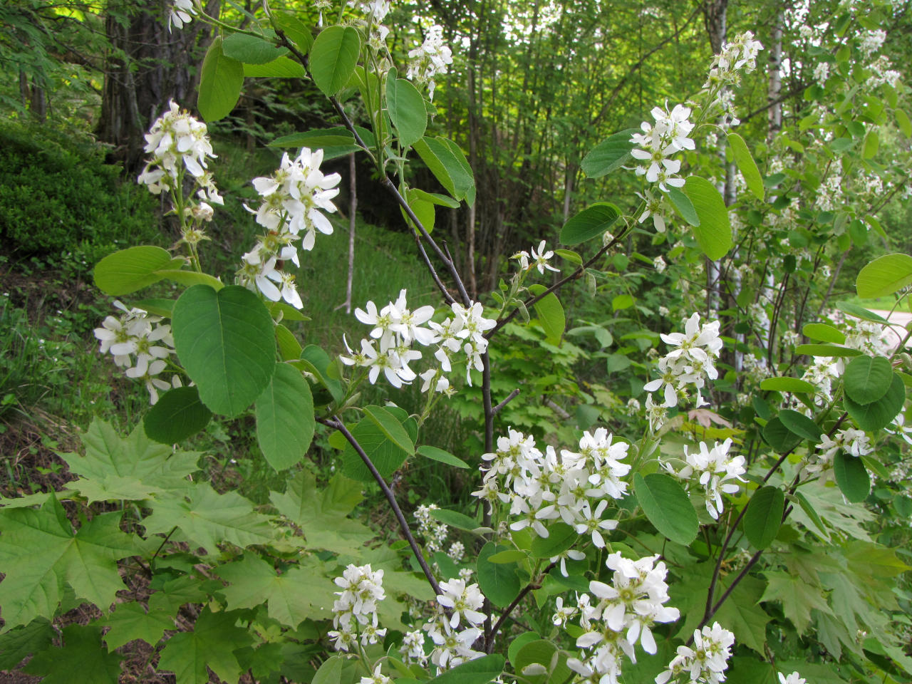 <p>Isotuomipihlaja</p>