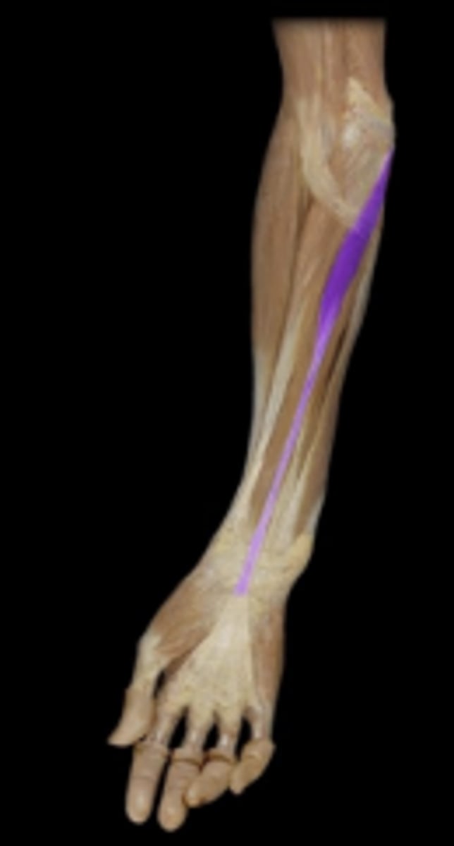 <p>action: anchors skin and fascia of palmar region (weakly developed and sometimes absent)</p>
