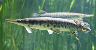 <p><span><span>Located mainly in the central United States, they occupy much of the </span></span>Mississippi<span><span> and </span></span>Missouri River<span><span> basins ranging from </span></span>Montana<span><span> (in the west) to the </span></span>Ohio River<span><span> (in the east) in the north and the </span></span>Gulf Coast<span><span> from </span></span>Louisiana<span><span> and </span></span>Alabama<span><span> to parts of </span></span>Texas<span><span> in the south.</span></span></p>