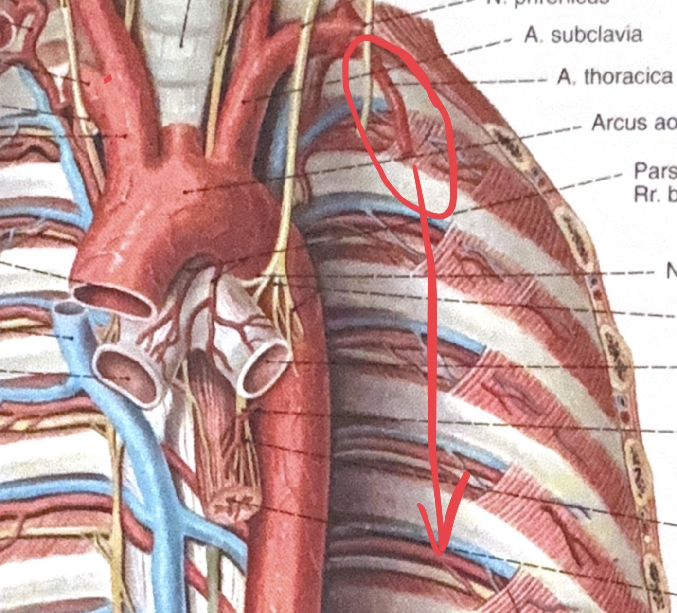 <p>a.thoracica interna —> a.epigastrica superior</p>