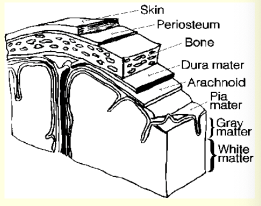 * layers of membranes that cover the central nervous system (CNS) and the peripheral nerves
  * Dura mater, arachnoid, Pia mater