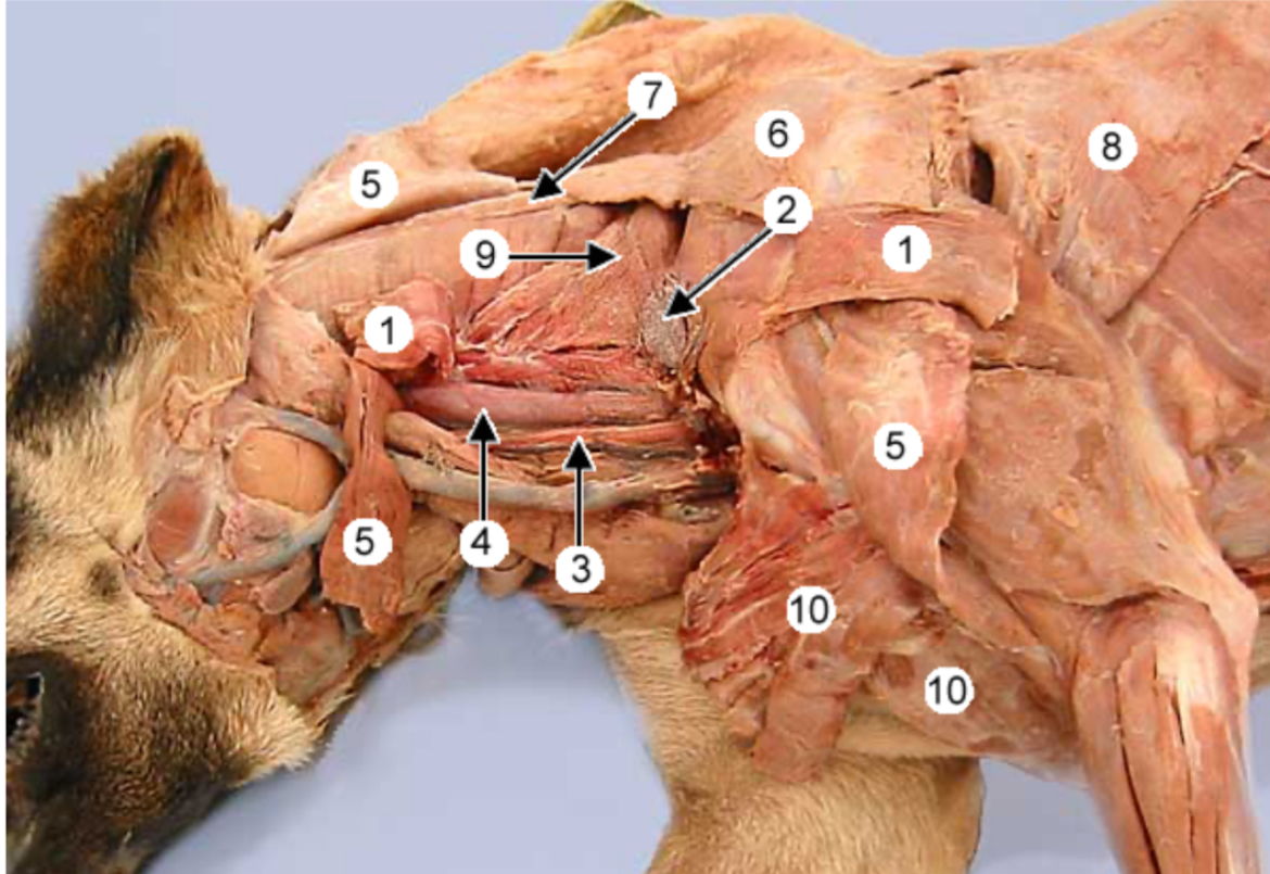 <p>Latissimus dorsi m. #8</p>